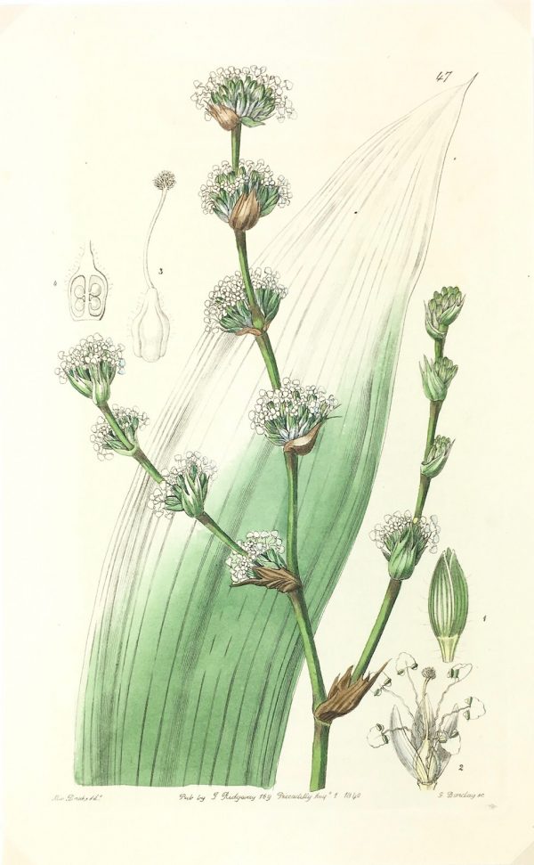 Botanical Print - Botanical, Ridgway, 1840