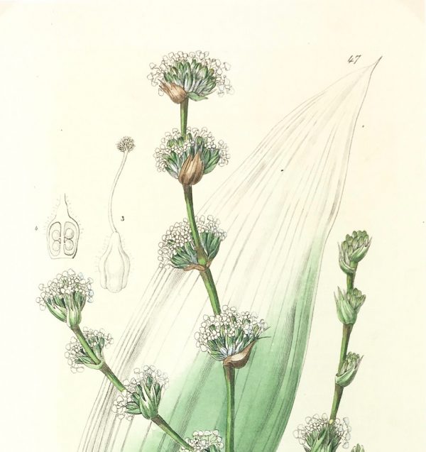 Botanical Print - Botanical, Ridgway, 1840