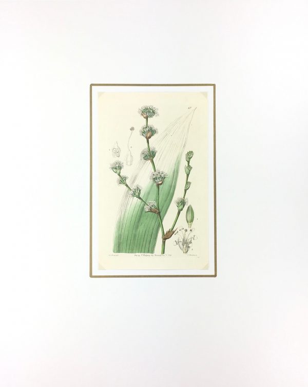 Botanical Print - Botanical, Ridgway, 1840