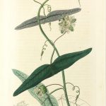 Botanical Print - Botanical, Ridgway, 1822