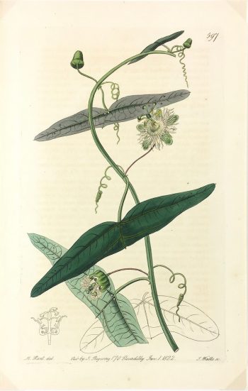 Botanical Print - Botanical, Ridgway, 1822