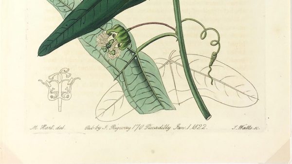 Botanical Print - Botanical, Ridgway, 1822