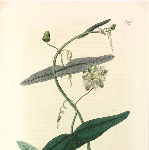 Botanical Print - Botanical, Ridgway, 1822
