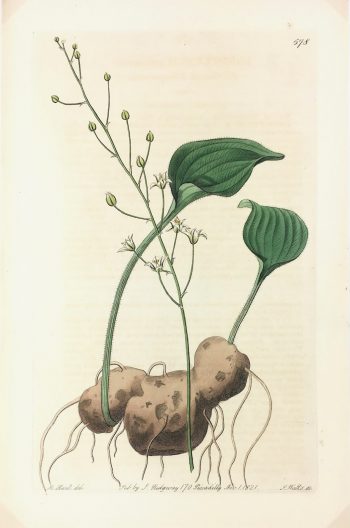 Botanical Print - Botanical, Edwards, Ridgway, 1821