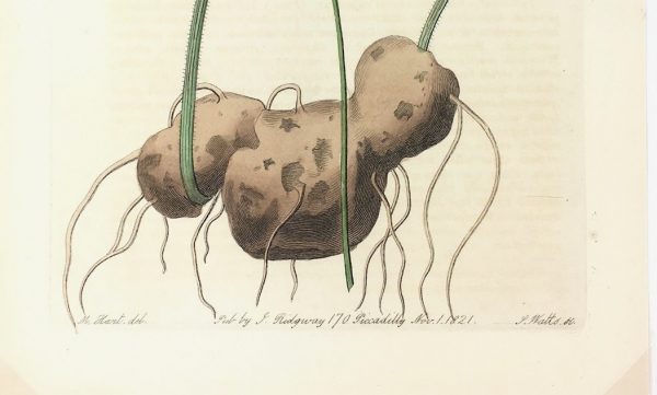 Botanical Print - Botanical, Edwards, Ridgway, 1821