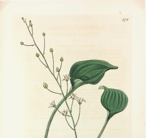 Botanical Print - Botanical, Edwards, Ridgway, 1821