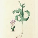 Botanical Print - Botanical, Edwards, Ridgway, 1821