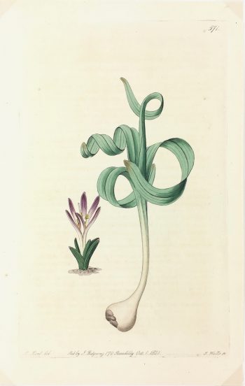 Botanical Print - Botanical, Edwards, Ridgway, 1821