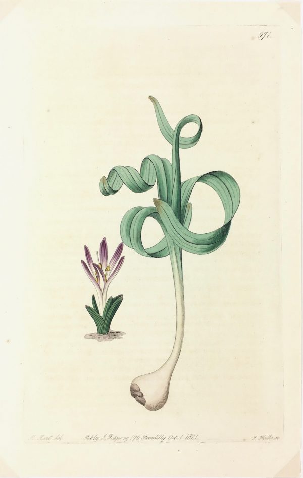 Botanical Print - Botanical, Edwards, Ridgway, 1821
