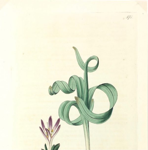 Botanical Print - Botanical, Edwards, Ridgway, 1821