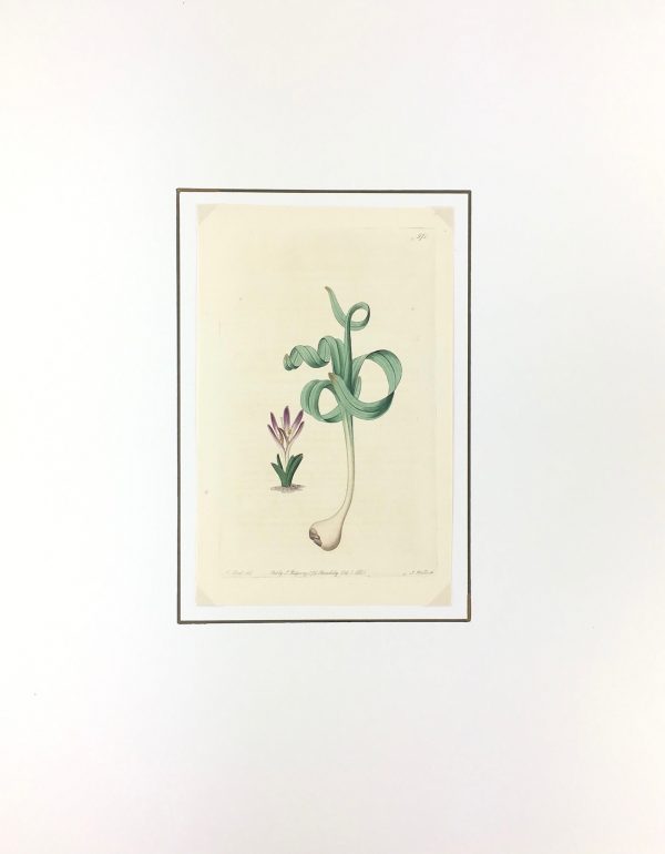 Botanical Print - Botanical, Edwards, Ridgway, 1821