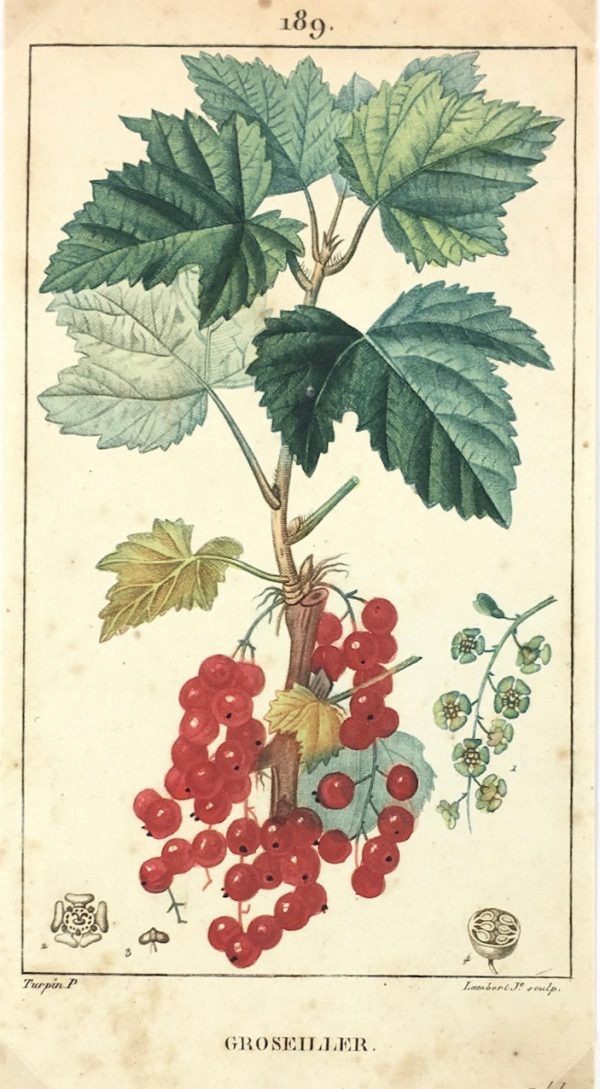 Botanical Print - Red currant, Lambert, c.1830