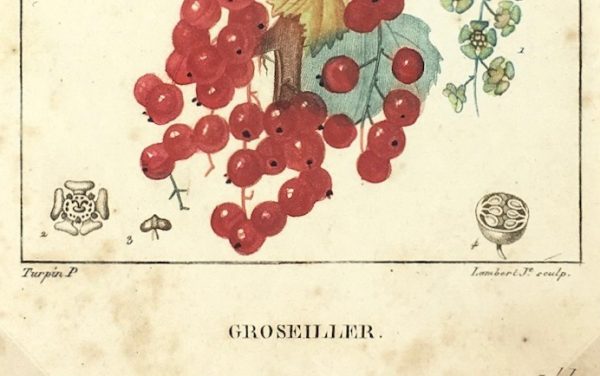 Botanical Print - Red currant, Lambert, c.1830