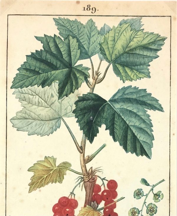 Botanical Print - Red currant, Lambert, c.1830