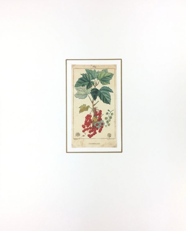 Botanical Print - Red currant, Lambert, c.1830