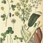 Botanical Print - Botanical, Schubert, 1882