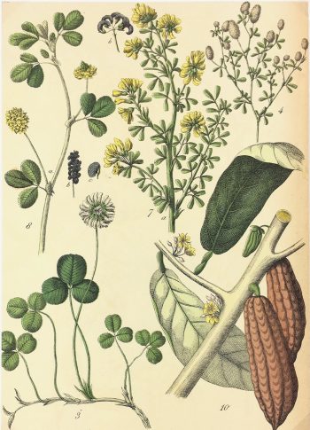 Botanical Print - Botanical, Schubert, 1882