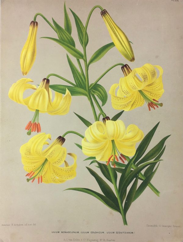 Botanical Print - Botanical, Severyns, c.1860