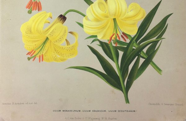 Botanical Print - Botanical, Severyns, c.1860