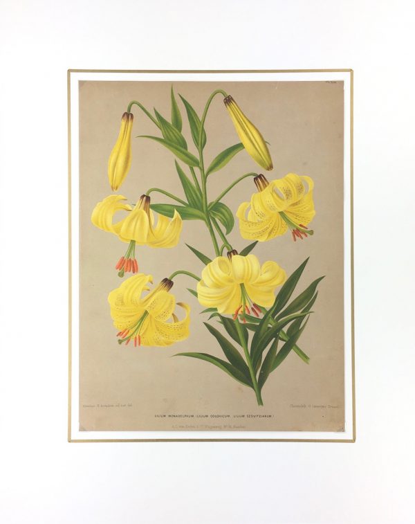 Botanical Print - Botanical, Severyns, c.1860