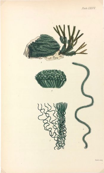 Botanical Print - Seaweed, Reeves, c.1850
