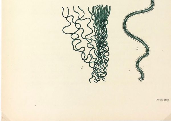 Botanical Print - Seaweed, Reeves, c.1850