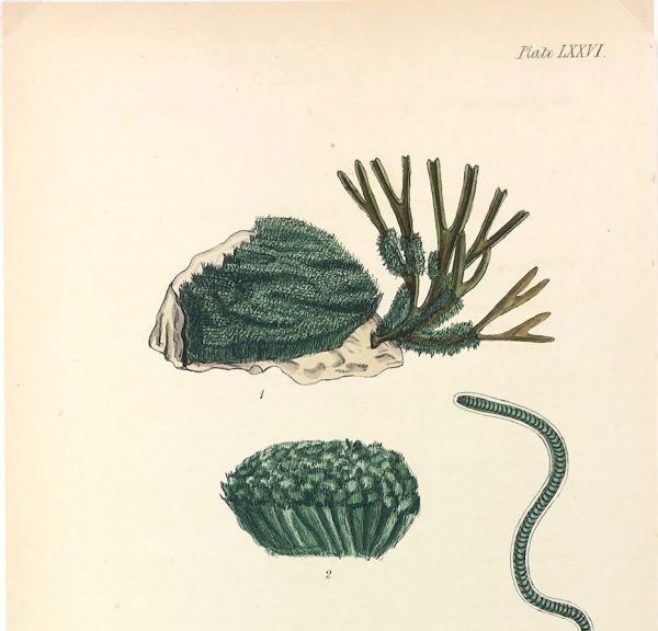 Botanical Print - Seaweed, Reeves, c.1850