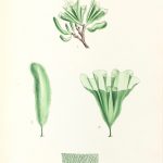 Botanical Print - Seaweed, Reeves, c.1850