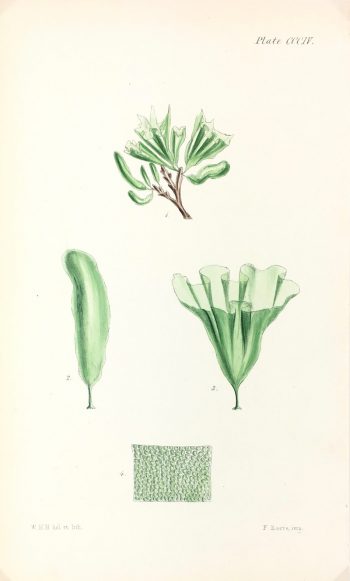 Botanical Print - Seaweed, Reeves, c.1850