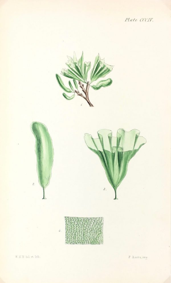 Botanical Print - Seaweed, Reeves, c.1850
