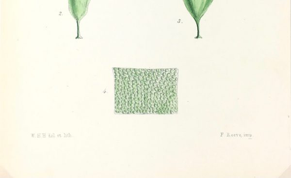 Botanical Print - Seaweed, Reeves, c.1850