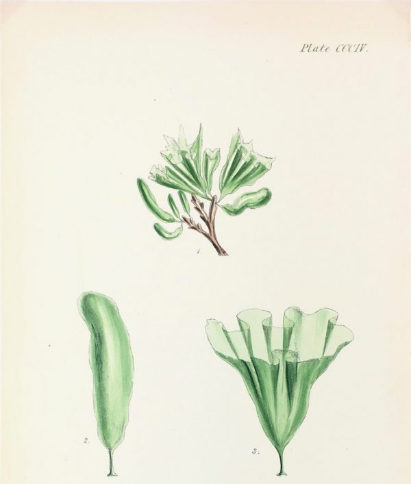 Botanical Print - Seaweed, Reeves, c.1850