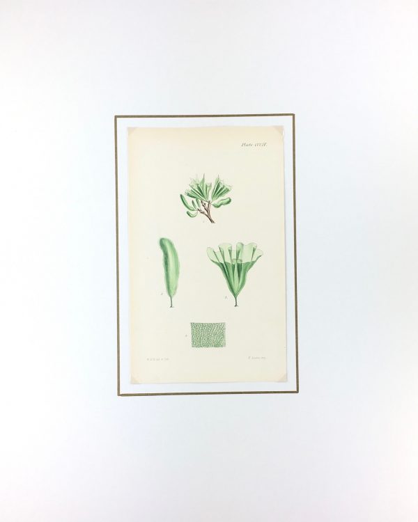 Botanical Print - Seaweed, Reeves, c.1850