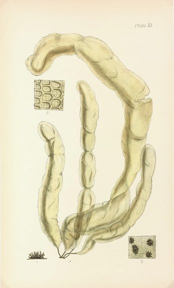 Botanical Print - Seaweed, Reeves, c.1850