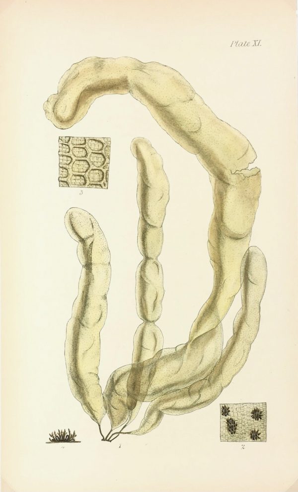 Botanical Print - Seaweed, Reeves, c.1850