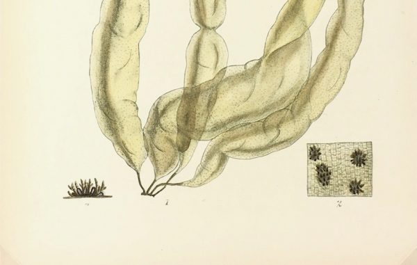 Botanical Print - Seaweed, Reeves, c.1850