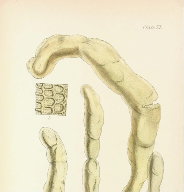 Botanical Print - Seaweed, Reeves, c.1850