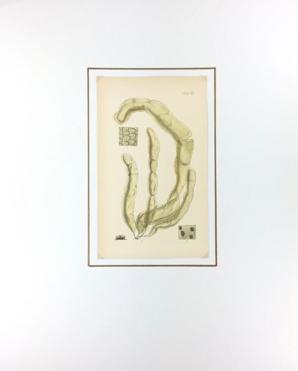 Botanical Print - Seaweed, Reeves, c.1850
