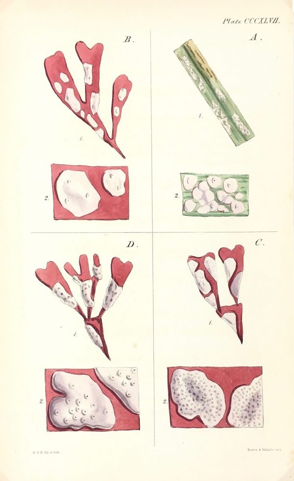 Botanical Print - Seaweed, Reeves, c.1850