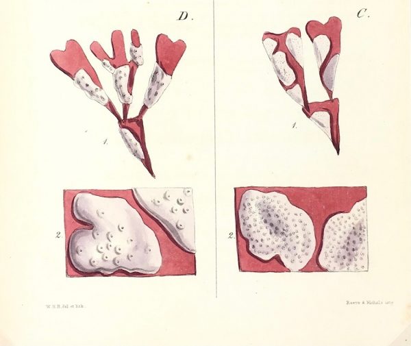 Botanical Print - Seaweed, Reeves, c.1850