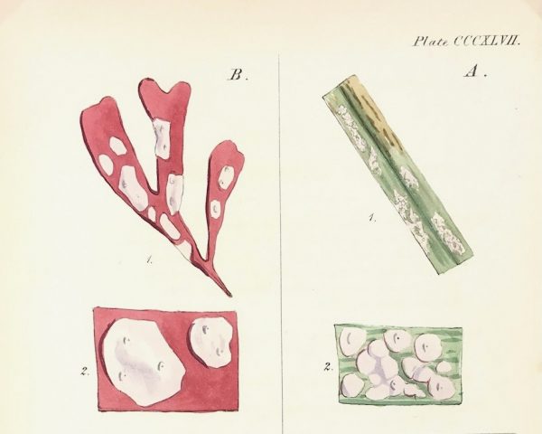 Botanical Print - Seaweed, Reeves, c.1850
