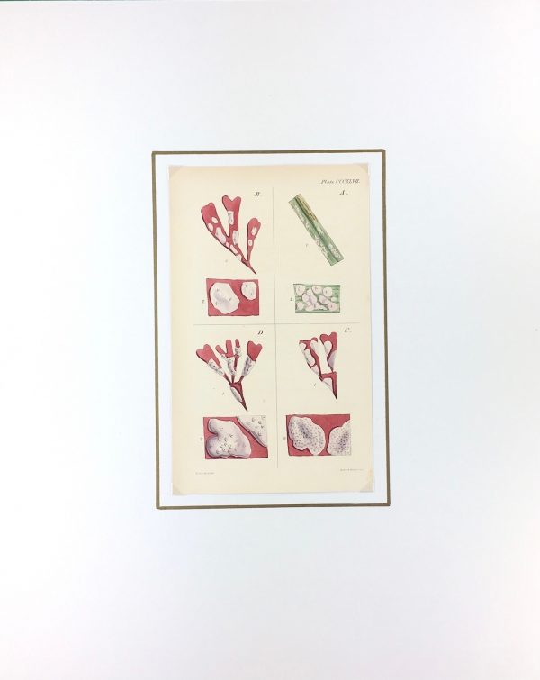 Botanical Print - Seaweed, Reeves, c.1850