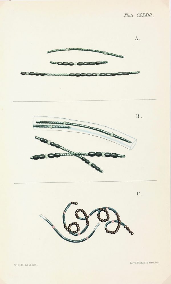 Botanical Print - Seaweed, Reeves, c.1850