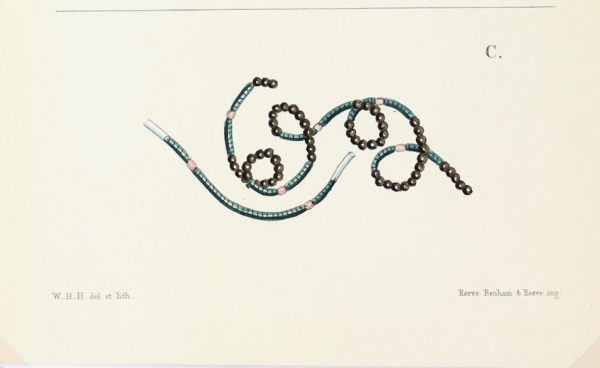 Botanical Print - Seaweed, Reeves, c.1850