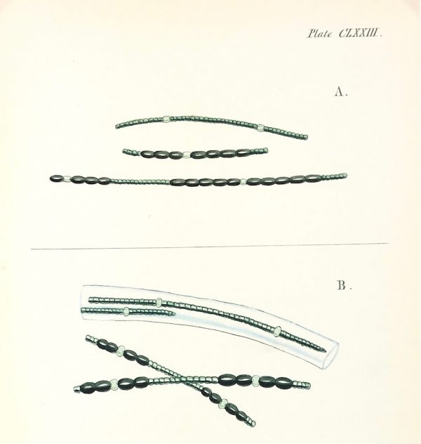 Botanical Print - Seaweed, Reeves, c.1850