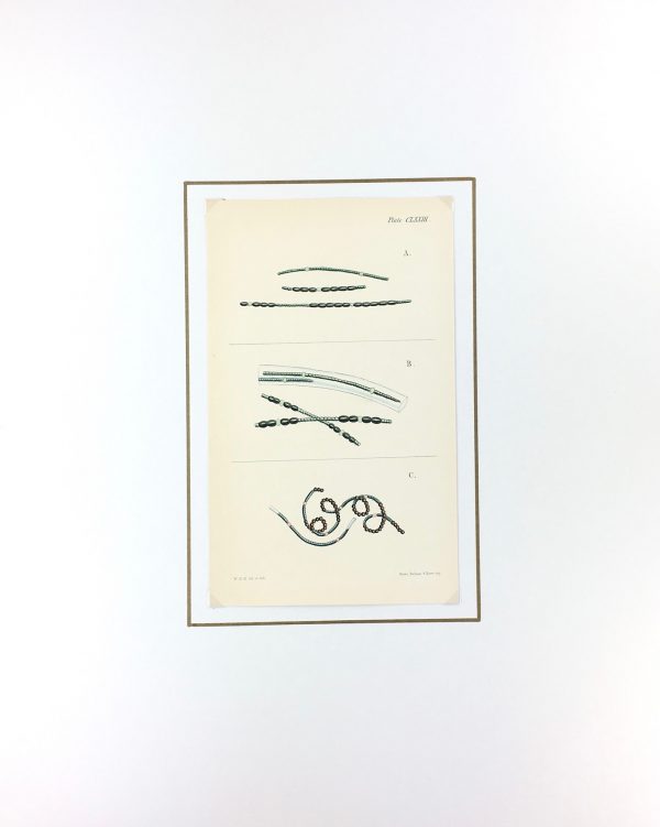 Botanical Print - Seaweed, Reeves, c.1850