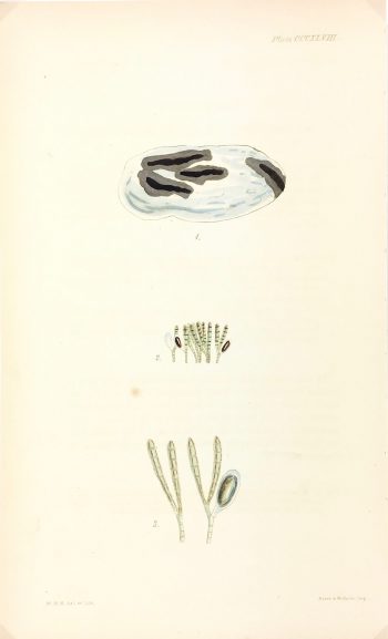 Botanical Print - Seaweed, Reeves, c.1850