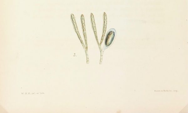 Botanical Print - Seaweed, Reeves, c.1850