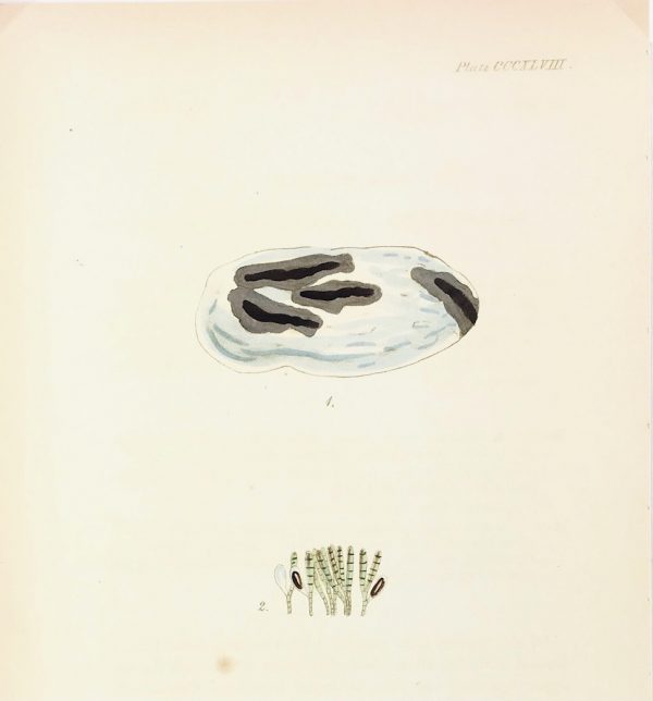 Botanical Print - Seaweed, Reeves, c.1850