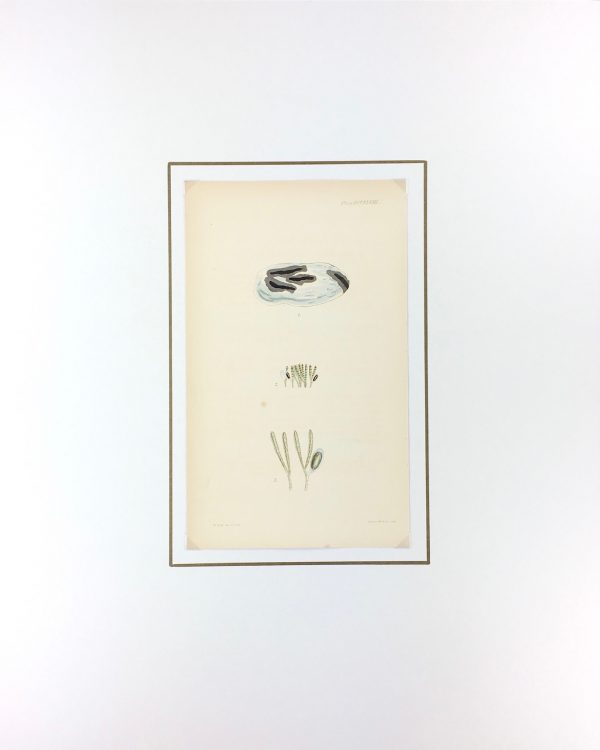 Botanical Print - Seaweed, Reeves, c.1850